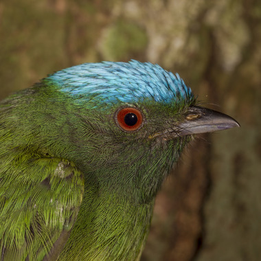 WCS Blue-crowned Manakin
