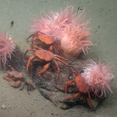 WCS crab in Hudson Canyon