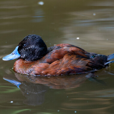 WCS Argentine ruddy duck