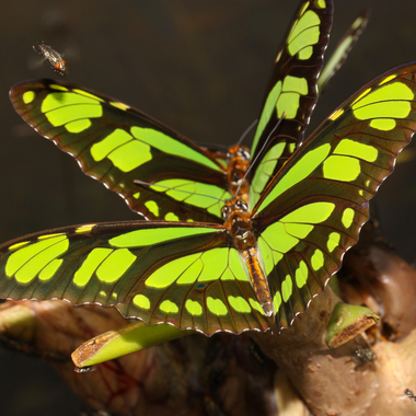 WCS Siproeta stelenes