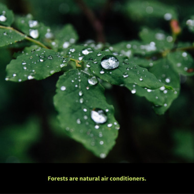 WCS Day of Forests Graphic 4