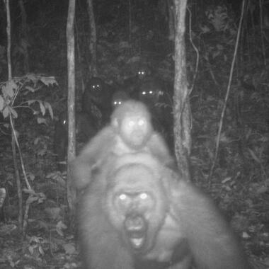 WCS Cross River gorilla camera trap