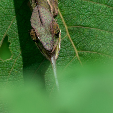 WCS Calumma chameleon 5