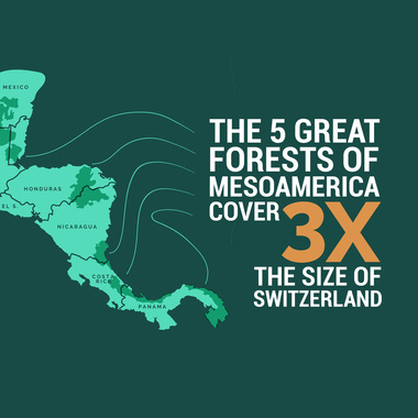 WCS 5 Great Forests graphic 1