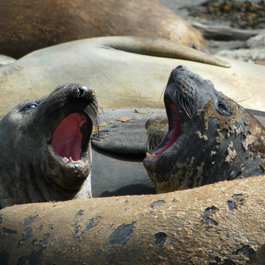 WCS Pair of female southern elephant seals