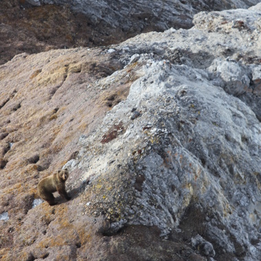 WCS Brown bears from Beringia aerial survey