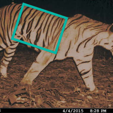 WCS Camera trap tiger