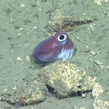WCS bobtail squid in Hudson Canyon