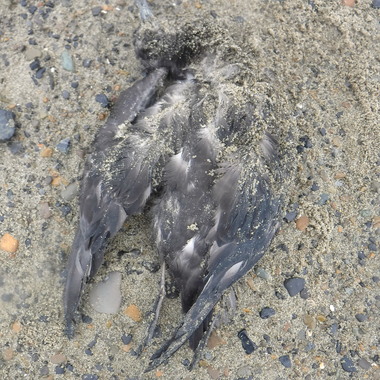 WCS Seeing is Believing -- dead bird in Alaska