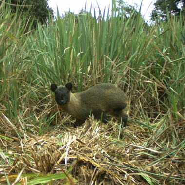 WCS Pudu camera trap