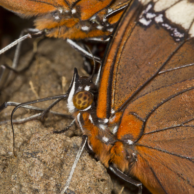 WCS Siproeta stelenes