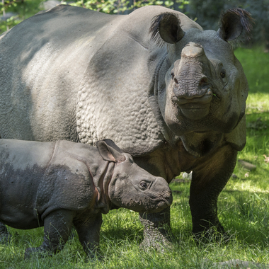 WCS top 2022 photos -- Indian rhino and calf