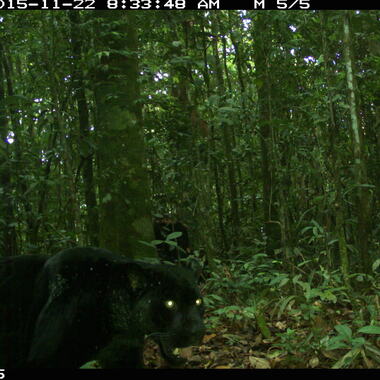 WCS Jaguar camera trap 2