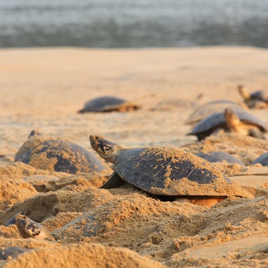 WCS Amazon giant river turtles (sq)