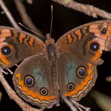 WCS Junonia genoveva hilaris