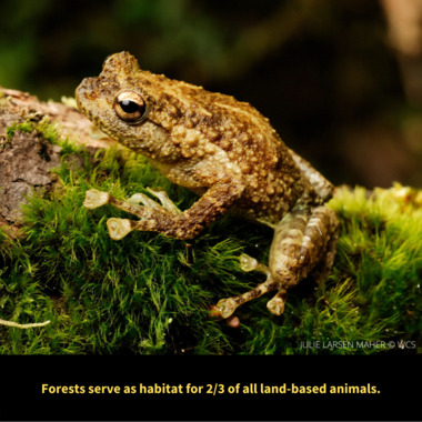 WCS Day of Forests Graphic 2