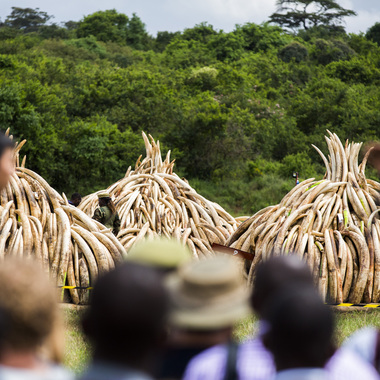WCS Kenya ivory burn 3