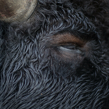 WCS top 10 photos of 2021 Global -- bison close-up