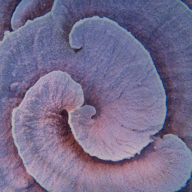 WCS Seeing is Believing -- Kenya coral bleaching 7