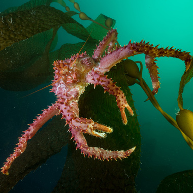 WCS King crab in Admiralty Sound in Chile