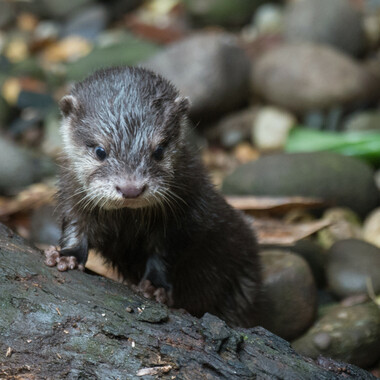 WCS Asian small-clawed otter