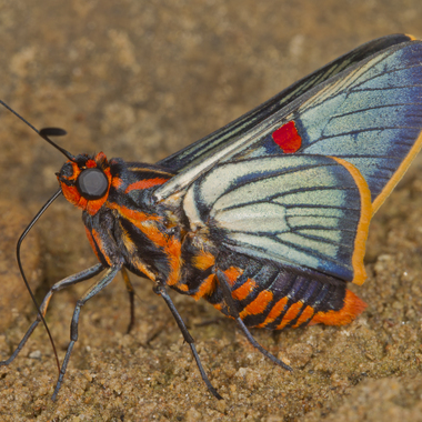 WCS Pyrrhopyginae sp.