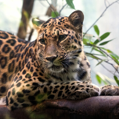 WCS top 10 photos of 2021 Z & A Amur leopard