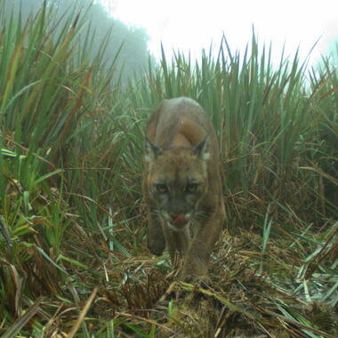 WCS Puma on camera trap
