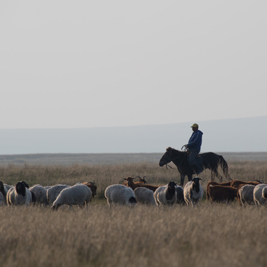WCS Field Sight: Sustainable Cashmere