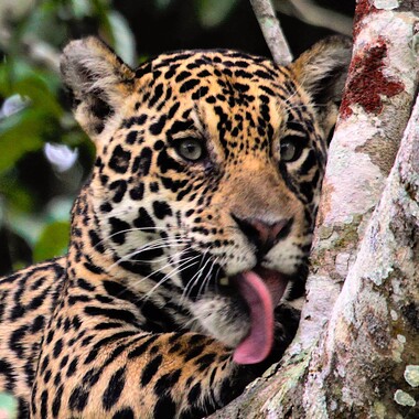 WCS young jaguar in a tree (IG)