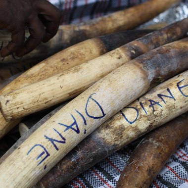 WCS Pile of tusks in Congo