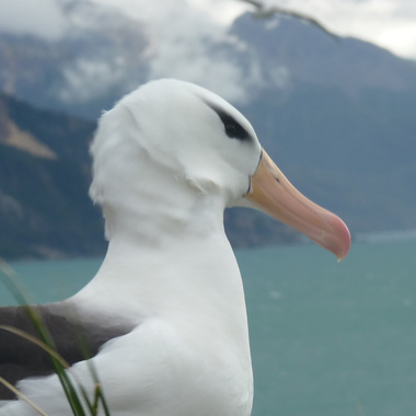 WCS Black-browed albatross