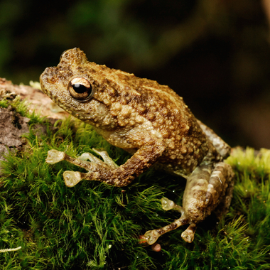 WCS Boulengers giant tree frog
