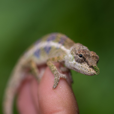 WCS Calumma chameleon