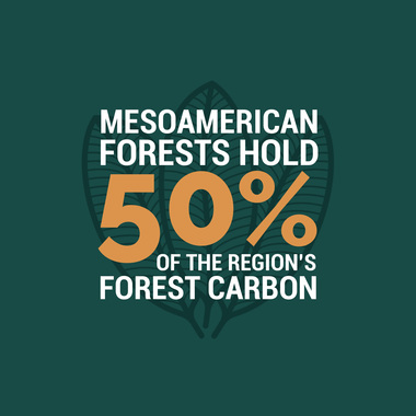 WCS 5 Great Forests graphic 2