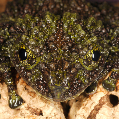 WCS Vietnamese mossy frog