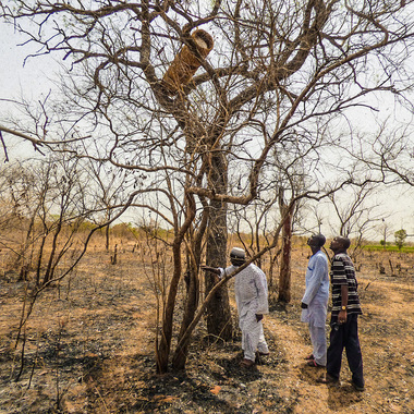 WCS Nigeria's Last Herd