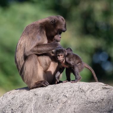 WCS top 2022 photos -- Gelada and baby